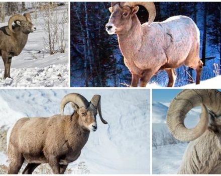 Caractéristiques de l'habitat et de la condition physique des mouflons d'Amérique, ce qu'ils mangent