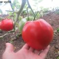 Characteristics and description of the tomato variety Sweet miracle, its yield