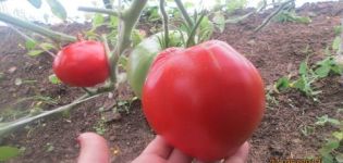 Características y descripción de la variedad de tomate Sweet Miracle, su rendimiento