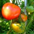 Penerangan dan hasil varieti tomato Danko