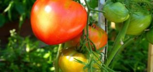 Description and yield of the Danko tomato variety