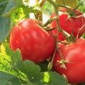 Characteristics and description of the tomato variety Beef Beef, its yield