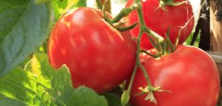 Characteristics and description of the tomato variety Beef Beef, its yield