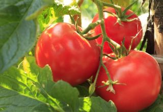 Caractéristiques et description de la variété de tomate Boeuf Boeuf, son rendement