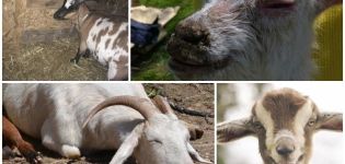 Causes of Foam in the Mouth of a Goat and Treatment for Thiamine Deficiency