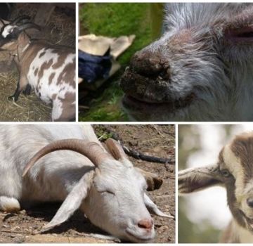 Causes of Foam in the Mouth of a Goat and Treatment for Thiamine Deficiency