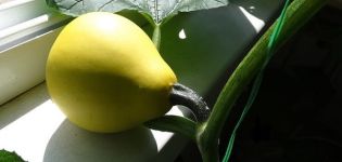 How easy it is to grow and care for a pumpkin on your balcony at home