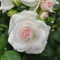 Description of the rose variety Aspirin, cultivation, care and reproduction