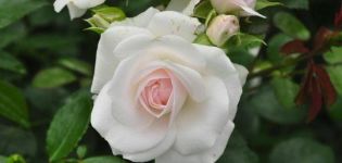 Description of the rose variety Aspirin, cultivation, care and reproduction