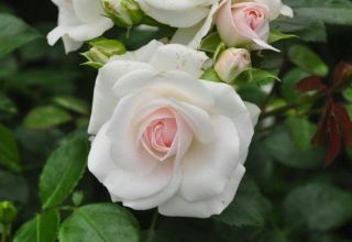 Description of the rose variety Aspirin, cultivation, care and reproduction