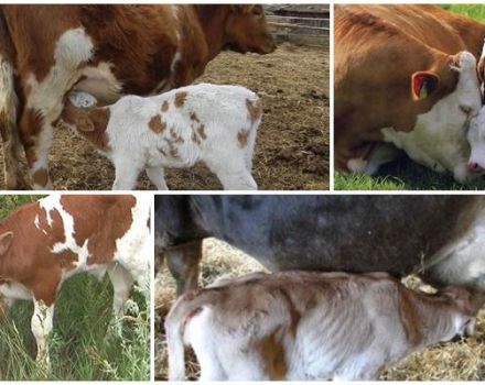 Top 5 methods to wean a calf from sucking a cow and veterinarian advice