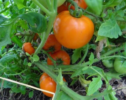 Description of the tomato variety Honey dew and its characteristics