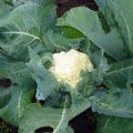 Cómo cultivar y cuidar la coliflor al aire libre