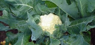 How to grow and care for cauliflower outdoors