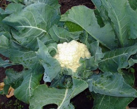 Cómo cultivar y cuidar la coliflor al aire libre