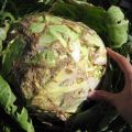 Diseases and pests of white cabbage and the fight against them