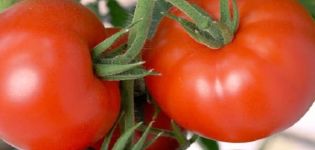 Penerangan mengenai varieti tomato Akulina, ciri dan hasilnya