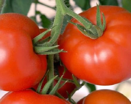 Description de la variété de tomate Akulina, ses caractéristiques et son rendement