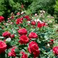 Descripción de las variedades de rosas polyanthus, cuidado y cultivo a partir de semillas y esquejes.