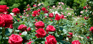 Beschrijving van polyanthus-variëteiten van rozen, verzorging en teelt uit zaden en stekken