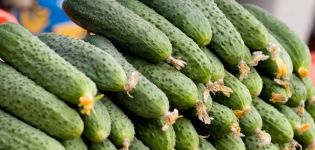 Description of the Marinda cucumber variety, their yield and cultivation