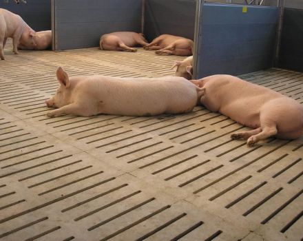 Ano ang mas mahusay na gumawa ng isang slit floor para sa isang pigsty at kung paano gawin ito sa iyong sarili