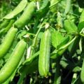 Cómo plantar guisantes en el alféizar de una ventana en casa