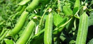 Cómo plantar guisantes en el alféizar de una ventana en casa