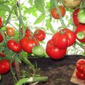 Characteristics and description of the tomato variety Babushkino Lukoshko, its yield