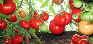 Características e descrição da variedade de tomate Babushkino Lukoshko, seu rendimento