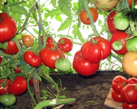 Kenmerken en beschrijving van de tomatensoort Babushkino Lukoshko, de opbrengst