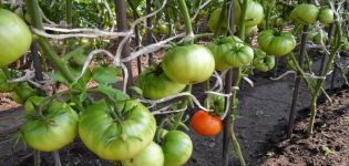 Produktiviti, ciri dan keterangan pelbagai jenis tomato Kubyshka