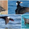 Descripción y hábitat de los patos tristes, lo que come el scooter y la naturaleza del pájaro.