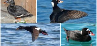 Description and habitat of sad ducks, what the scooter eats and the nature of the bird