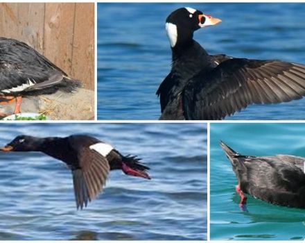 Descripción y hábitat de los patos tristes, lo que come el scooter y la naturaleza del pájaro.