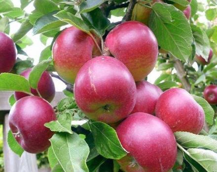 Description et caractéristiques de la variété de pomme airelle, quelles sont les sous-espèces et les régions de croissance