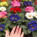 Planting and caring for perennial garden primrose, growing from seeds