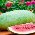 Description of the variety of watermelon near Moscow Charleston Gray, features of cultivation and care