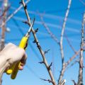 Cómo recortar y dar forma a la corona de un ciruelo en primavera, verano y otoño