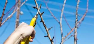 Comment couper et façonner la couronne d'un prunier au printemps, en été et en automne