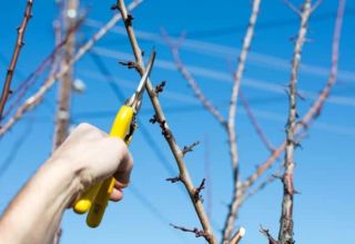 Cara memotong dan membentuk mahkota pokok plum pada musim bunga, musim panas dan musim luruh