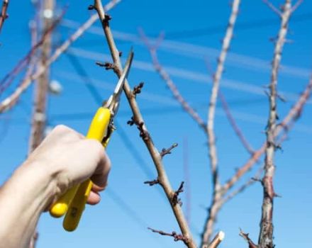 Cómo recortar y dar forma a la copa de un ciruelo en primavera, verano y otoño