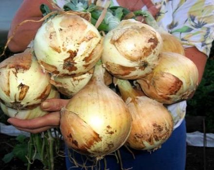 Description of the Exibishen onion variety, cultivation features and yield