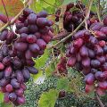 Description and characteristics, pros and cons of Zest grape varieties and growing rules