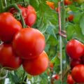 TOP varieti tomato terbaik untuk Wilayah Krasnodar di tanah terbuka