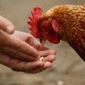 Est-il possible de donner des pommes de terre crues aux poulets et comment nourrir correctement les oiseaux