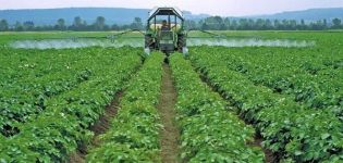 Description of the best fungicides for potatoes and rules of application