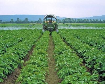 Description of the best fungicides for potatoes and application rules