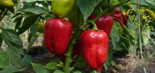 Kemudian anda boleh menanam paprika untuk tahun berikutnya.