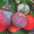 Causas de la aparición de enfermedades y plagas de las fresas, tratamiento y métodos de control.